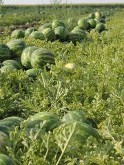 Aşılı Karpuz Fidesi Joker F1