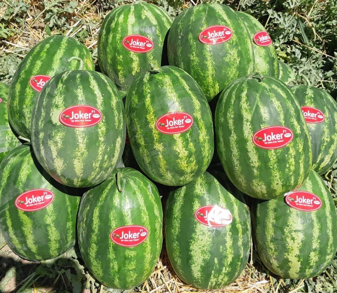 Aşılı Karpuz Fidesi Joker F1
