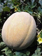 Napolyon F1 Ananas Kavun Fidesi
