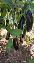 Karabey F1 Patlıcan Fidesi