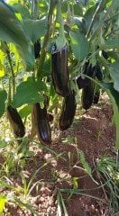 Patlıcan Fidesi Karabey F1