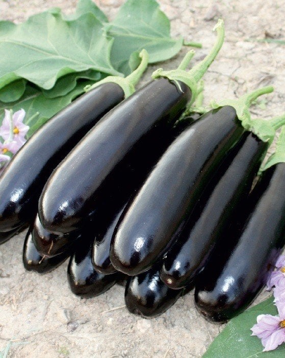 Patlıcan Fidesi Karabey F1