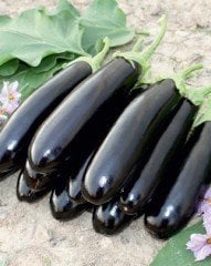 Patlıcan Fidesi Karabey F1