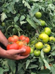 Bigmek F1 İri Domates Fidesi