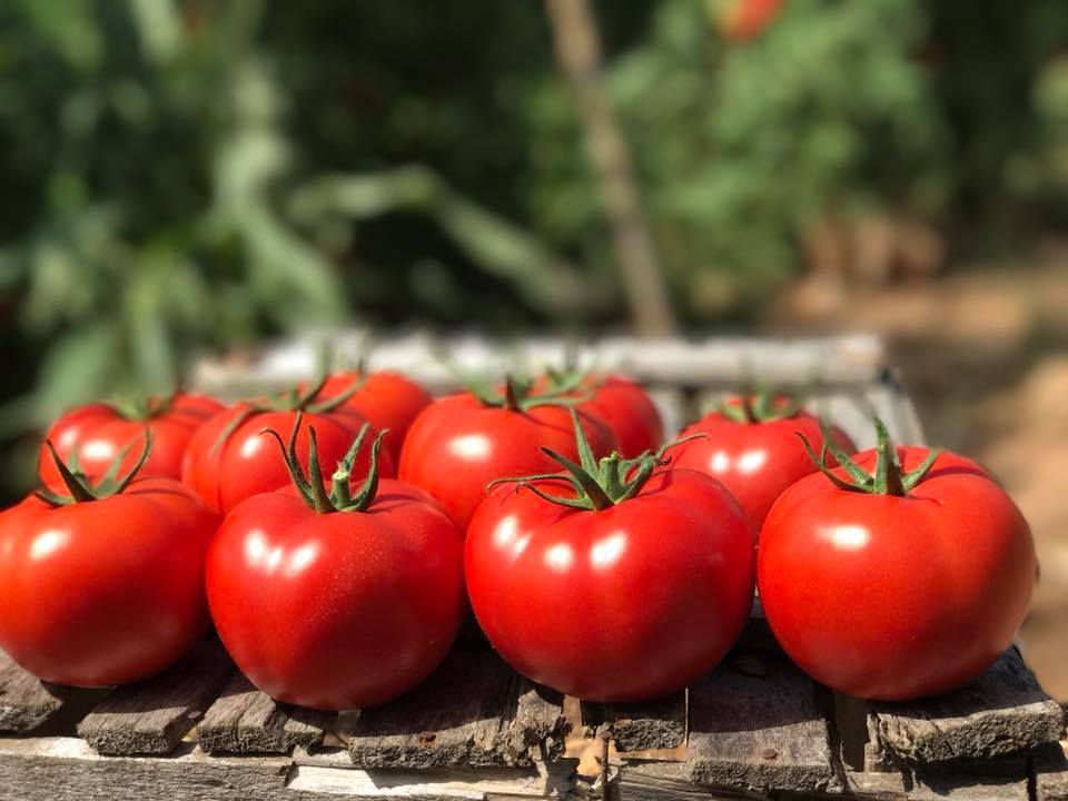 Bigmek F1 İri Domates Fidesi