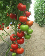 Bigmek F1 İri Domates Fidesi