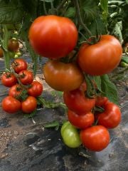 Torry F1 İri Domates Fidesi