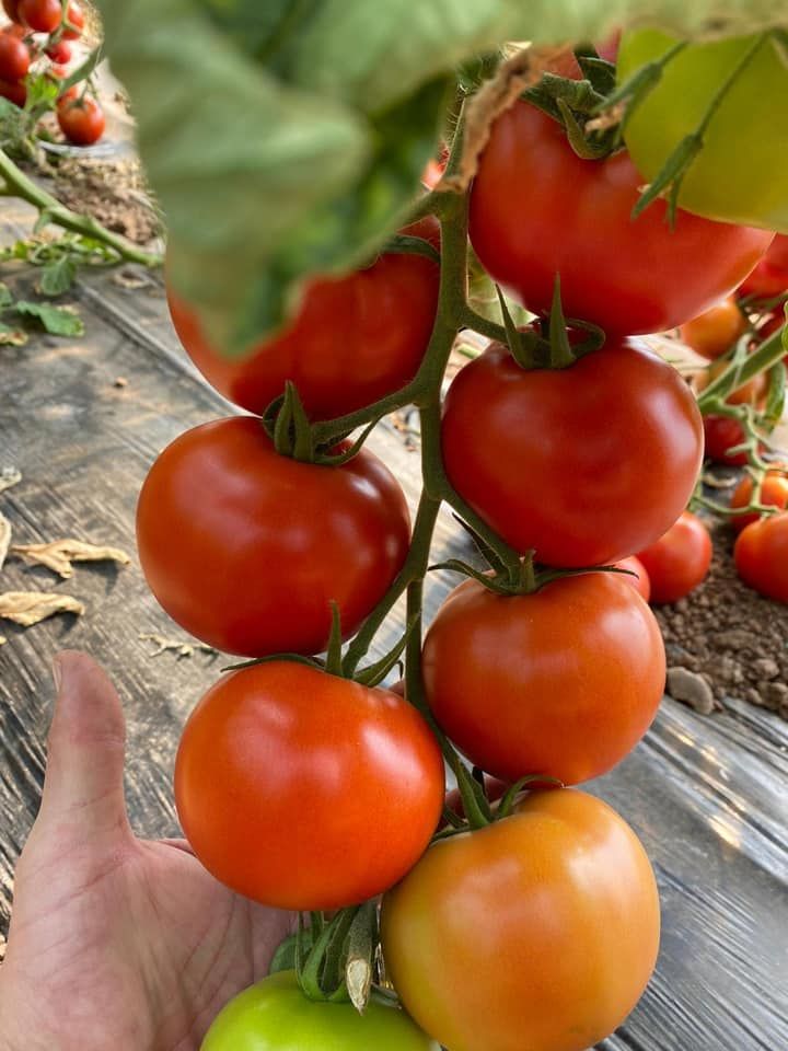 Aşılı Torry F1 İri Domates Fidesi