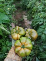 Dumas F1 Köy Domatesi Fidesi