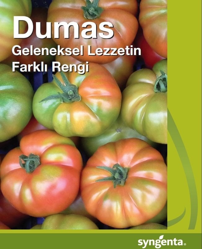 Dumas F1 Köy Domatesi Fidesi